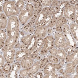 Invitrogen POMP Polyclonal Antibody 100 &mu;L; Unconjugated:Antibodies,