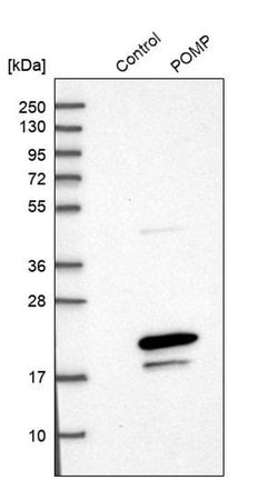 Invitrogen POMP Polyclonal Antibody 100 &mu;L; Unconjugated:Antibodies,