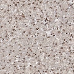 Invitrogen EYA2 Polyclonal Antibody 100 &mu;L; Unconjugated:Antibodies,