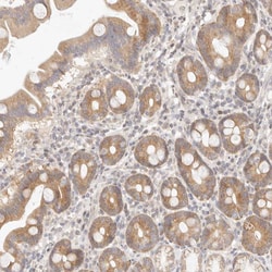 Invitrogen ASCL3 Polyclonal Antibody 100 &mu;L; Unconjugated:Antibodies,