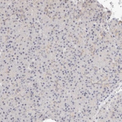 Invitrogen ASCL3 Polyclonal Antibody 100 &mu;L; Unconjugated:Antibodies,