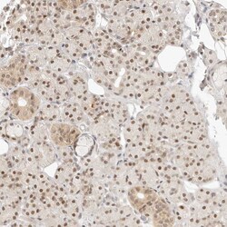 Invitrogen ASCL3 Polyclonal Antibody 100 &mu;L; Unconjugated:Antibodies,
