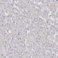 Invitrogen VANGL2 Polyclonal Antibody 100 &mu;L; Unconjugated:Antibodies,