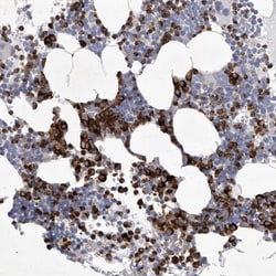 Invitrogen SIGLEC10 Polyclonal Antibody 100 &mu;L; Unconjugated:Antibodies,