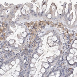 Invitrogen SIGLEC10 Polyclonal Antibody 100 &mu;L; Unconjugated:Antibodies,