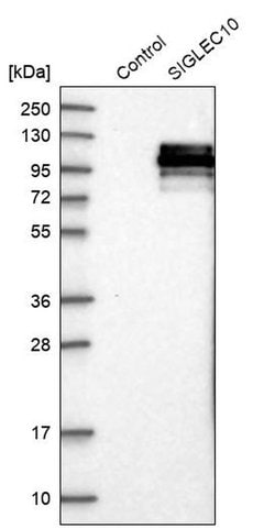 Invitrogen SIGLEC10 Polyclonal Antibody 100 &mu;L; Unconjugated:Antibodies,
