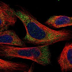 Invitrogen C1orf109 Polyclonal Antibody 100 &mu;L; Unconjugated:Antibodies,