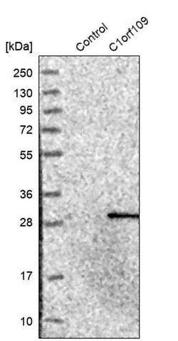 Invitrogen C1orf109 Polyclonal Antibody 100 &mu;L; Unconjugated:Antibodies,