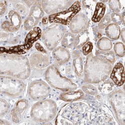 Invitrogen MTFR1L Polyclonal Antibody 100 &mu;L; Unconjugated:Antibodies,