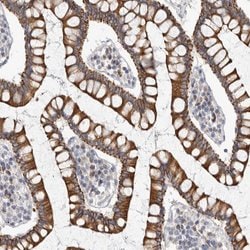 Invitrogen MTFR1L Polyclonal Antibody 100 &mu;L; Unconjugated:Antibodies,