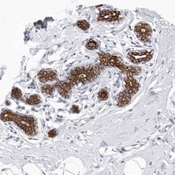 Invitrogen MTFR1L Polyclonal Antibody 100 &mu;L; Unconjugated:Antibodies,