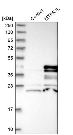 Invitrogen MTFR1L Polyclonal Antibody 100 &mu;L; Unconjugated:Antibodies,