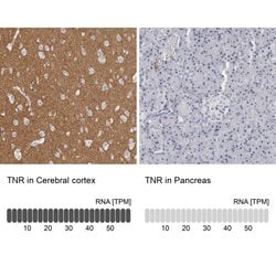 Tenascin R Polyclonal Antibody:Antibodies, Polyclonal