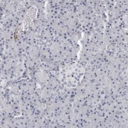 Tenascin R Polyclonal Antibody:Antibodies, Polyclonal