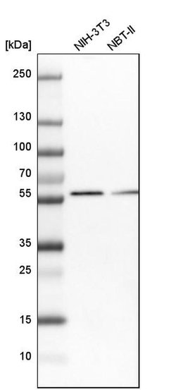 Invitrogen SCP2 Polyclonal Antibody 100 &mu;L; Unconjugated:Antibodies,