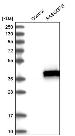 Invitrogen RABGGTB Polyclonal Antibody 100 &mu;L; Unconjugated:Antibodies,