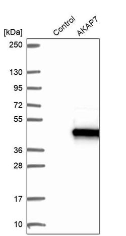 Invitrogen AKAP7 Polyclonal Antibody 100 &mu;L; Unconjugated:Antibodies,
