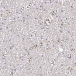 GIMAP4 Polyclonal Antibody:Antibodies, Polyclonal