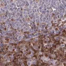 GIMAP4 Polyclonal Antibody:Antibodies, Polyclonal