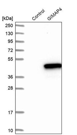 GIMAP4 Polyclonal Antibody:Antibodies, Polyclonal