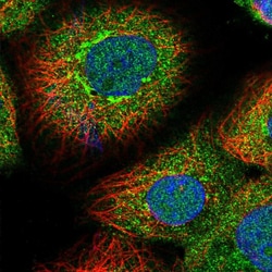 Invitrogen GORAB Polyclonal Antibody 100 &mu;L | Buy Online | Invitrogen&trade; | Fisher Scientific