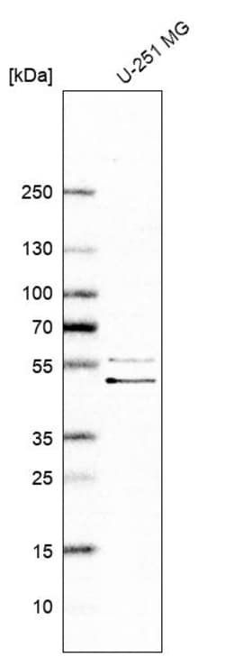 Invitrogen GORAB Polyclonal Antibody 100 &mu;L | Buy Online | Invitrogen&trade; | Fisher Scientific