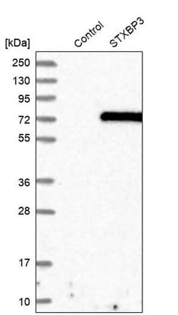 STXBP3 Polyclonal Antibody 100 &mu;L | Buy Online | Thermo Scientific | Fisher Scientific
