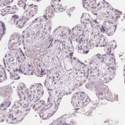 Invitrogen ERICH5 Polyclonal Antibody 100 &mu;L; Unconjugated:Antibodies,
