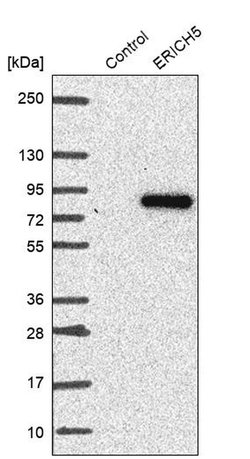 Invitrogen ERICH5 Polyclonal Antibody 100 &mu;L; Unconjugated:Antibodies,