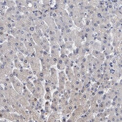 Invitrogen TESK2 Polyclonal Antibody 100 μL; Unconjugated:Antibodies,