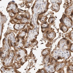 Invitrogen GNE Polyclonal Antibody 100 &mu;L; Unconjugated:Antibodies,