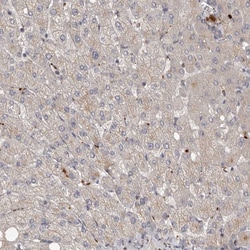 Invitrogen WDR47 Polyclonal Antibody 100 &mu;L | Buy Online | Invitrogen&trade; | Fisher Scientific