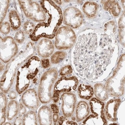 Invitrogen POLR3GL Polyclonal Antibody 100 &mu;L; Unconjugated:Antibodies,