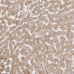 Invitrogen POLR3GL Polyclonal Antibody 100 &mu;L; Unconjugated:Antibodies,