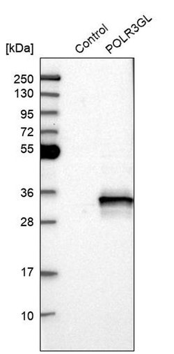 Invitrogen POLR3GL Polyclonal Antibody 100 &mu;L; Unconjugated:Antibodies,