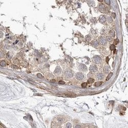 Invitrogen NUP43 Polyclonal Antibody 100 &mu;L; Unconjugated:Antibodies,