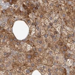 Invitrogen NUP43 Polyclonal Antibody 100 &mu;L; Unconjugated:Antibodies,