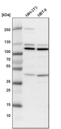 Invitrogen NUP43 Polyclonal Antibody 100 &mu;L; Unconjugated:Antibodies,