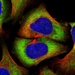 Invitrogen PABPC4 Polyclonal Antibody 100 &mu;L; Unconjugated:Antibodies,