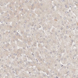 Invitrogen PABPC4 Polyclonal Antibody 100 &mu;L; Unconjugated:Antibodies,