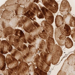 Invitrogen PABPC4 Polyclonal Antibody 100 &mu;L; Unconjugated:Antibodies,