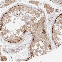 Invitrogen PABPC4 Polyclonal Antibody 100 &mu;L; Unconjugated:Antibodies,