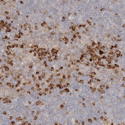 Invitrogen PABPC4 Polyclonal Antibody 100 &mu;L; Unconjugated:Antibodies,