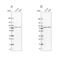 Invitrogen PABPC4 Polyclonal Antibody 100 &mu;L; Unconjugated:Antibodies,