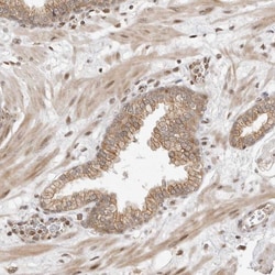 Invitrogen FAM150A Polyclonal Antibody 100 &mu;L; Unconjugated:Antibodies,