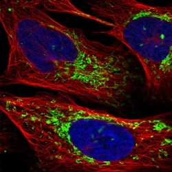 Invitrogen CHCHD2 Polyclonal Antibody 100 &mu;L; Unconjugated:Antibodies,
