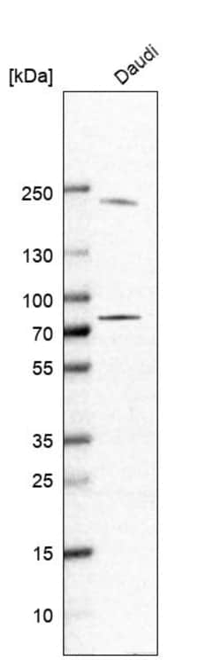 Invitrogen GSG2 Polyclonal Antibody 100 &mu;L; Unconjugated:Antibodies,