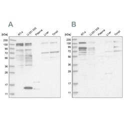 PUM1 Polyclonal Antibody:Antibodies, Polyclonal