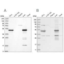 Invitrogen HMGCS2 Polyclonal Antibody 100 &mu;L; Unconjugated:Antibodies,