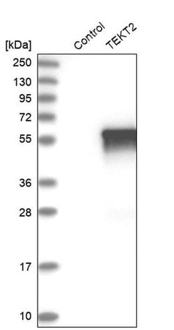 Invitrogen TEKT2 Polyclonal Antibody 100 &mu;L; Unconjugated:Antibodies,